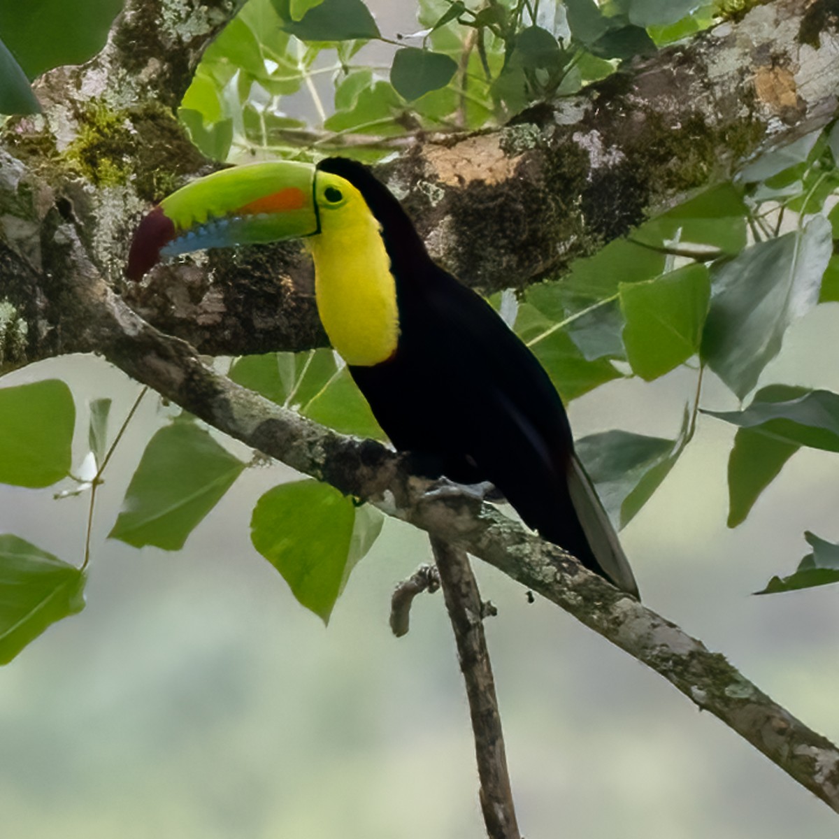 Keel-billed Toucan - Tracy Kaminer