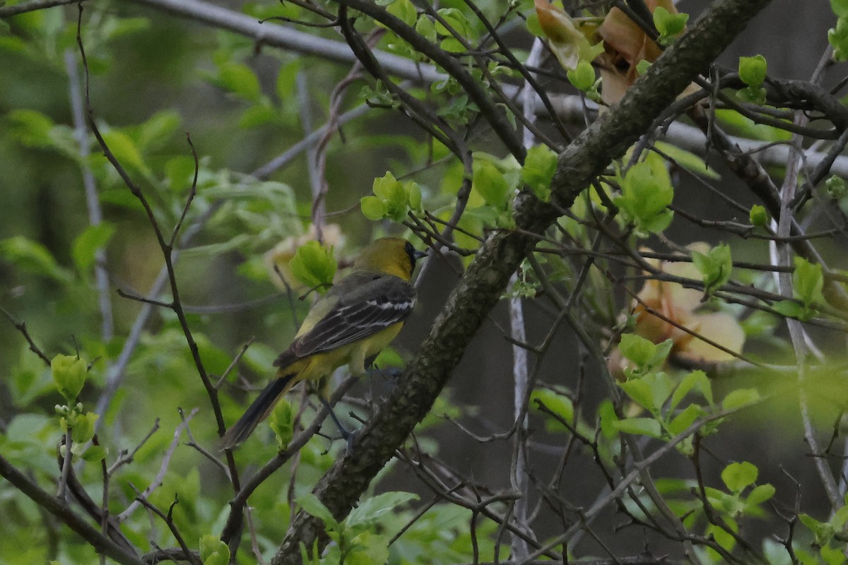 Orchard Oriole - ML618900201