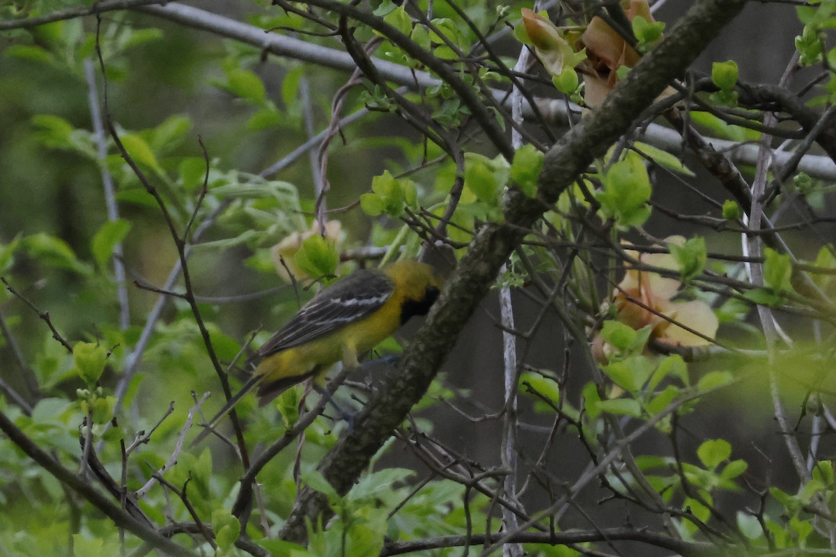 Orchard Oriole - Larry Therrien