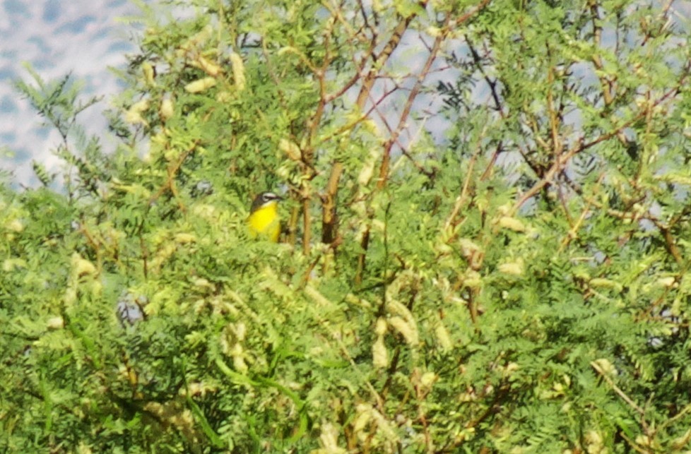 Yellow-breasted Chat - ML618900207