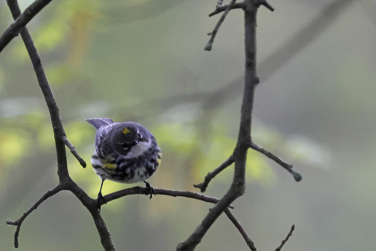 Yellow-rumped Warbler (Myrtle) - ML618900227