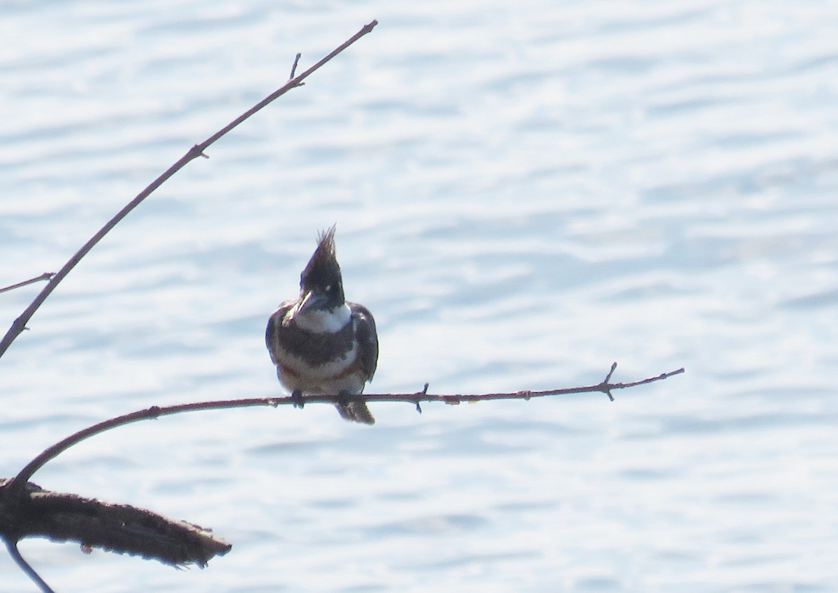 Belted Kingfisher - ML618900230