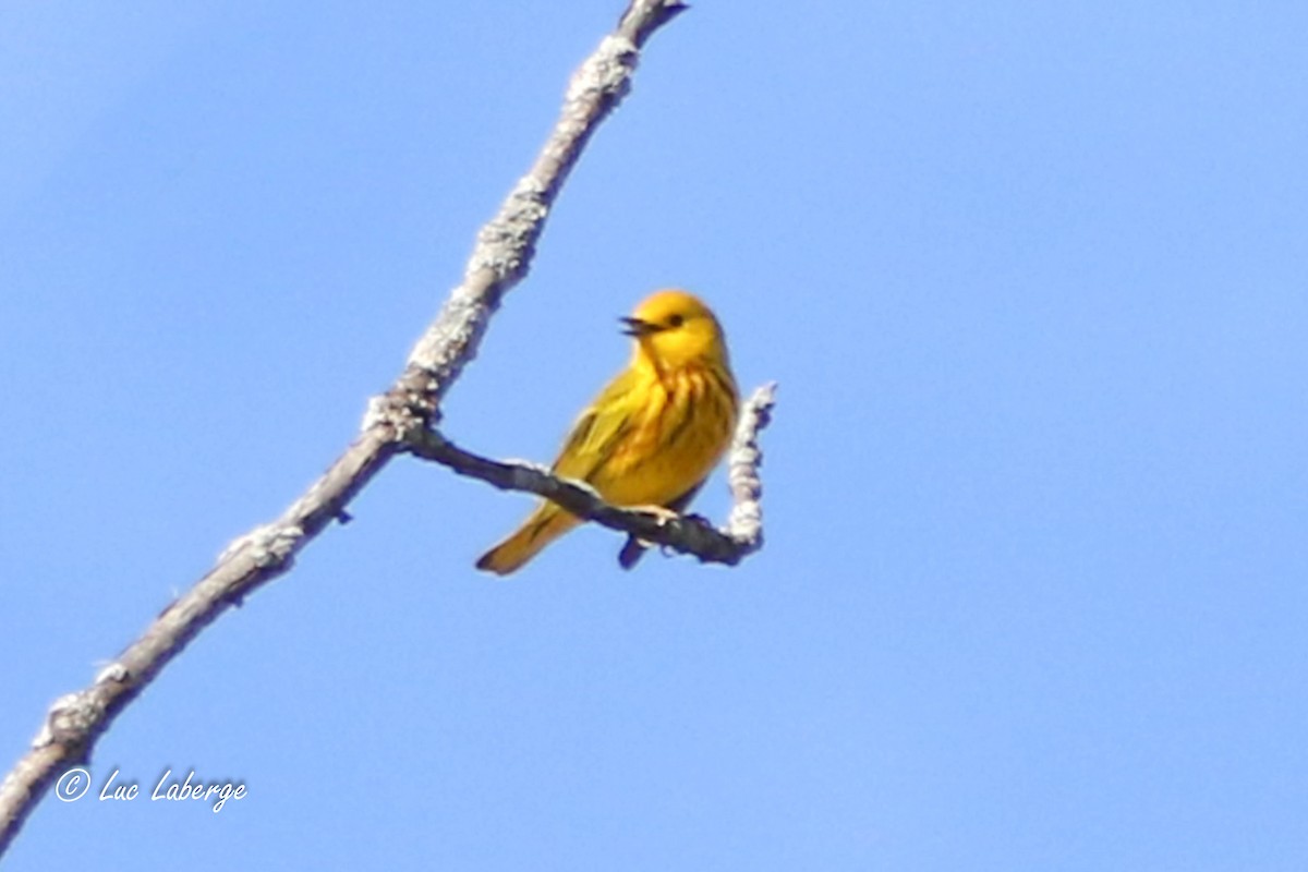 Yellow Warbler - Luc Laberge