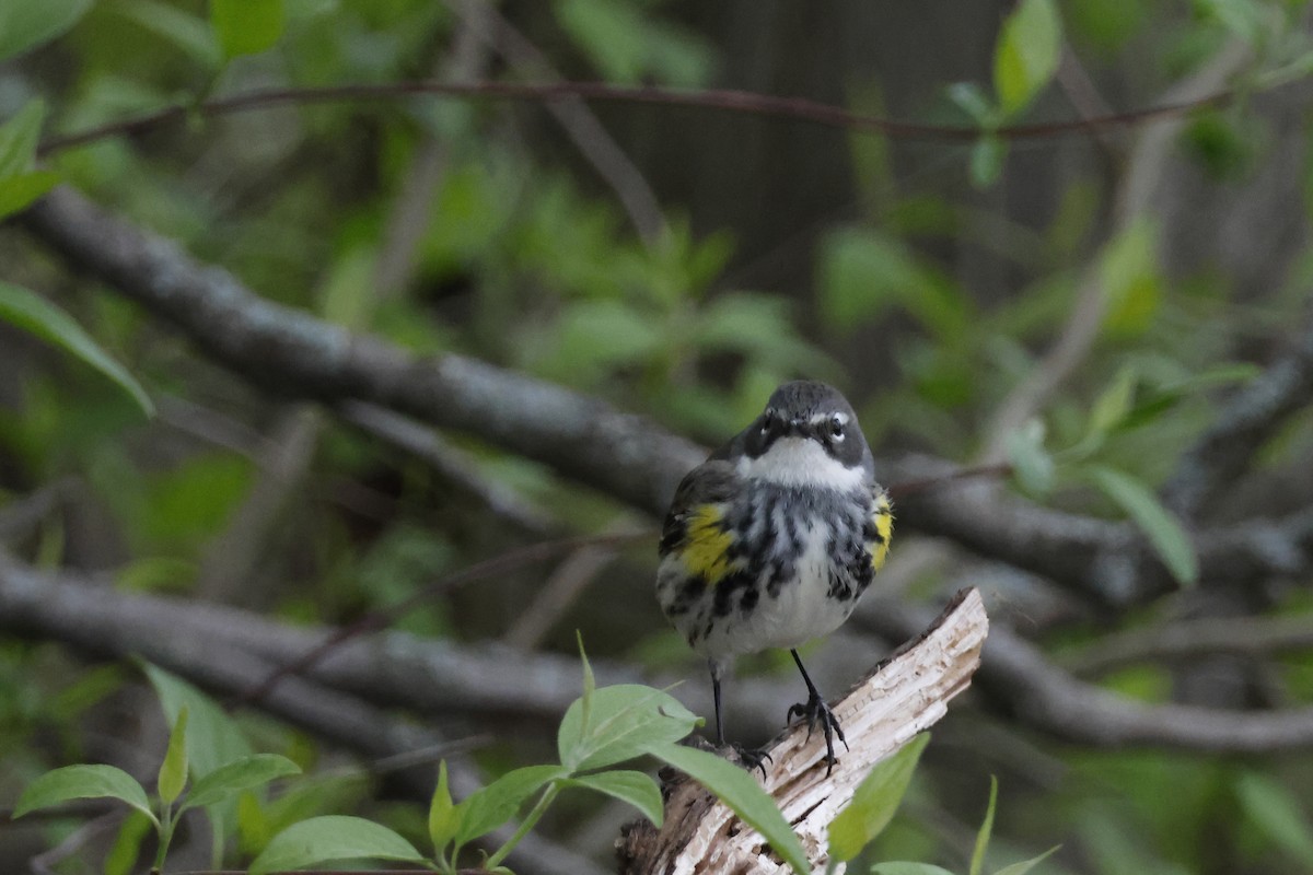 Yellow-rumped Warbler (Myrtle) - ML618900246