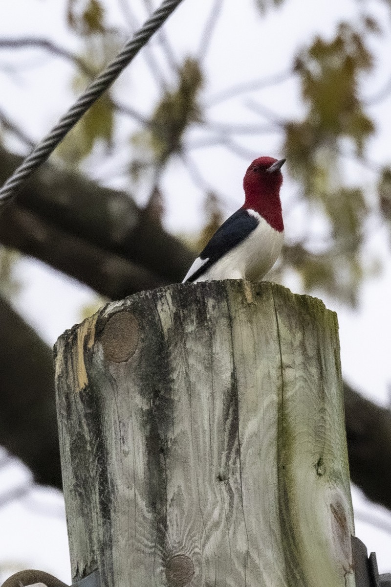Red-headed Woodpecker - ML618900261
