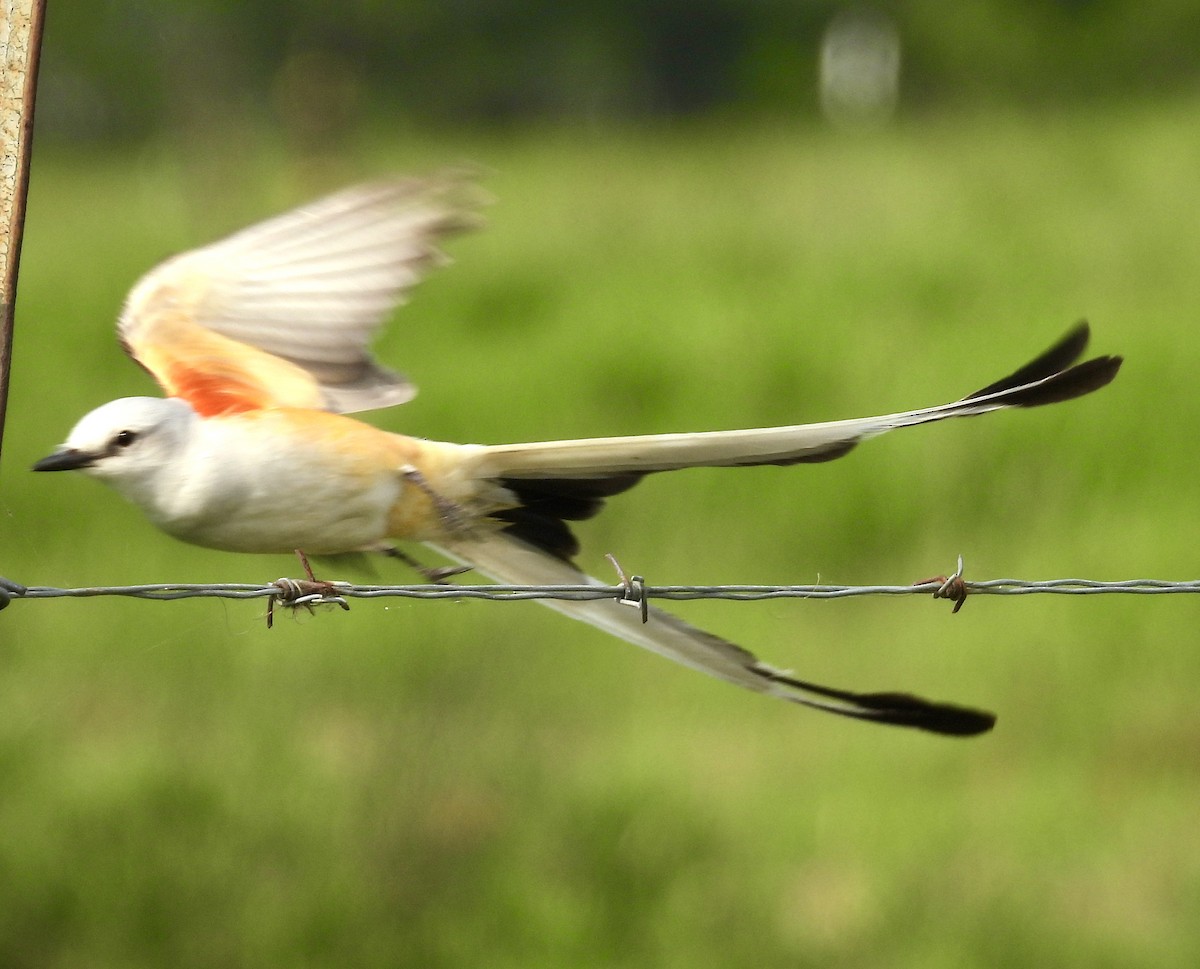 Scissor-tailed Flycatcher - Lawrence Datnoff