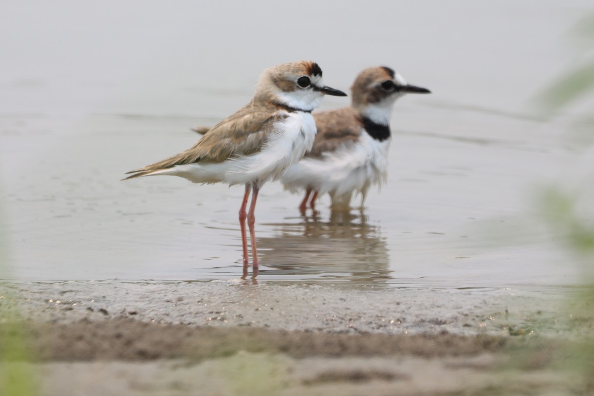 Collared Plover - ML618900283