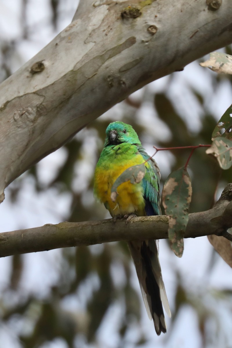 Red-rumped Parrot - ML618900284
