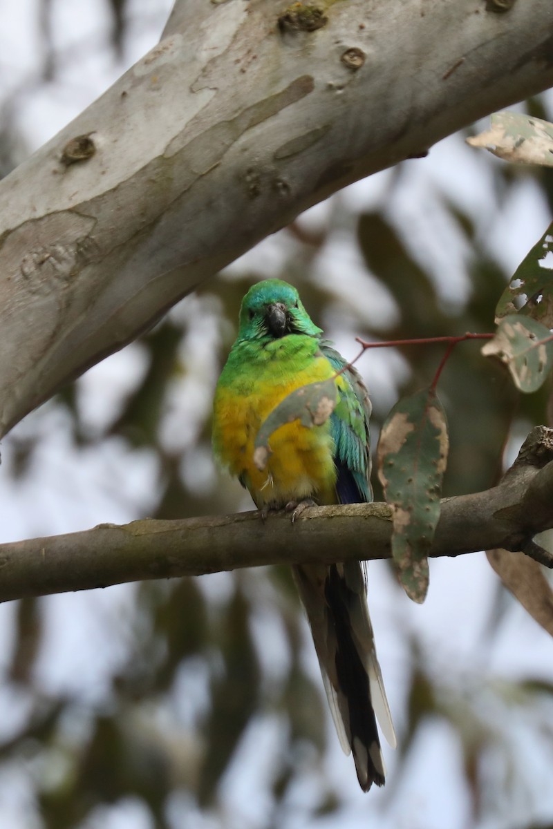 Red-rumped Parrot - ML618900285