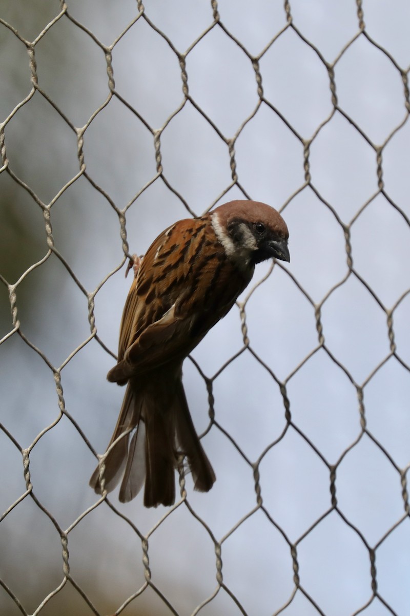 Eurasian Tree Sparrow - ML618900303