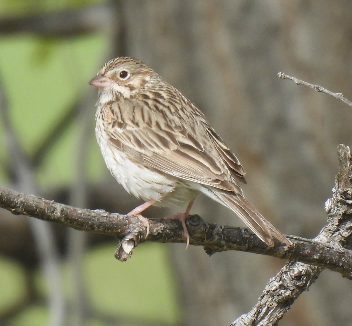 Vesper Sparrow - Kelly Ducham