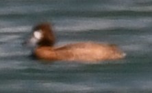 Greater Scaup - ML618900379