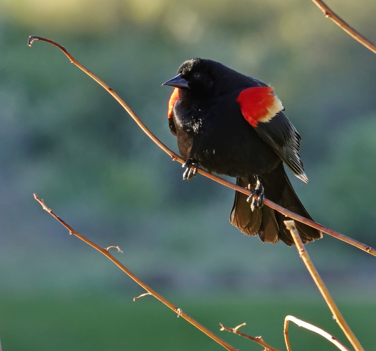 Red-winged Blackbird - Walt Anderson