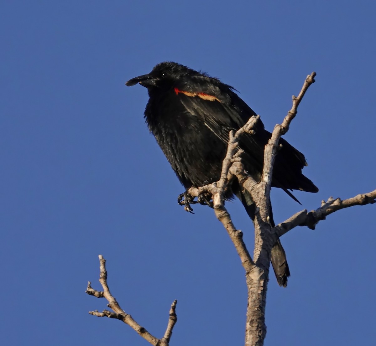 Red-winged Blackbird - ML618900388