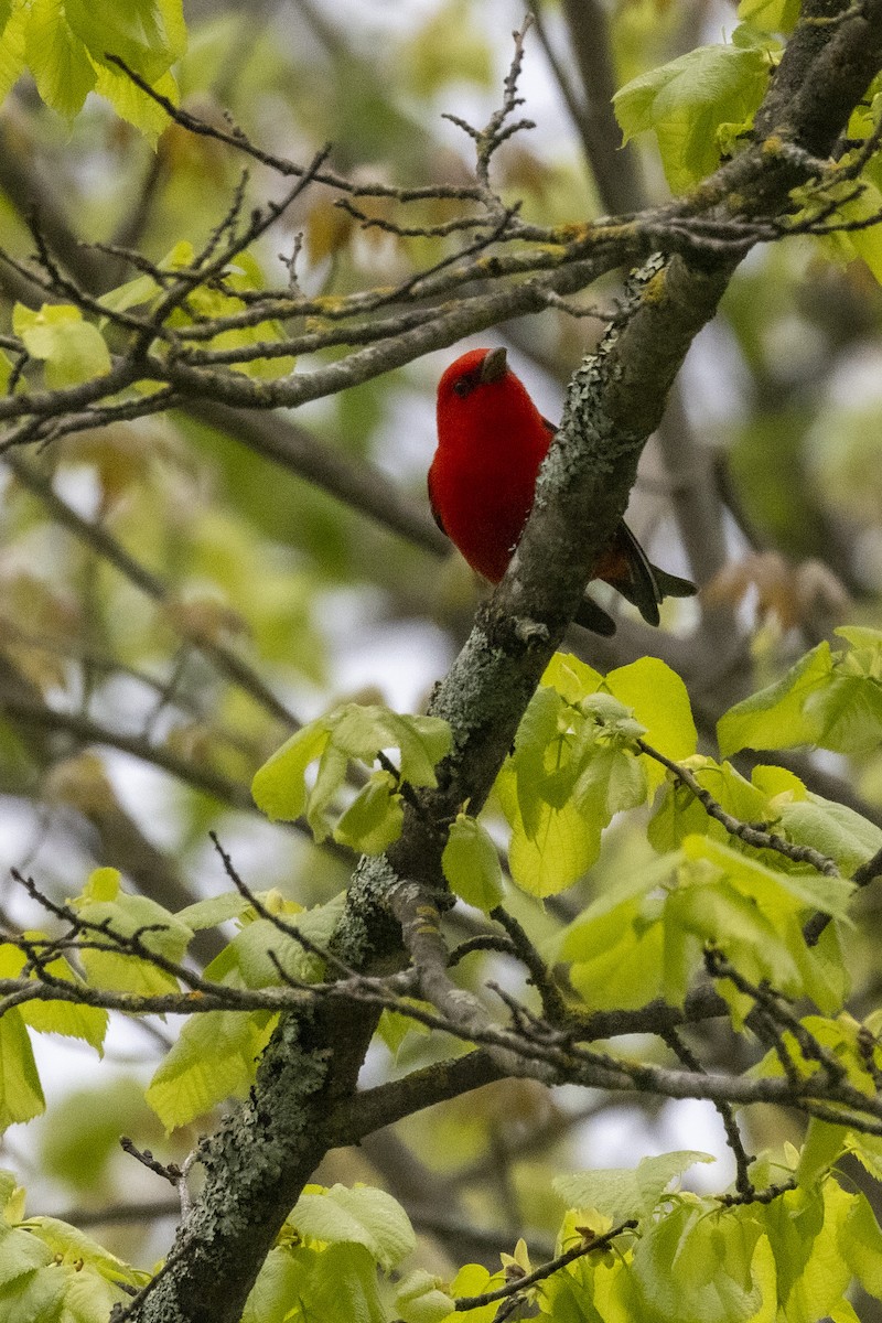Scarlet Tanager - Ed kendall