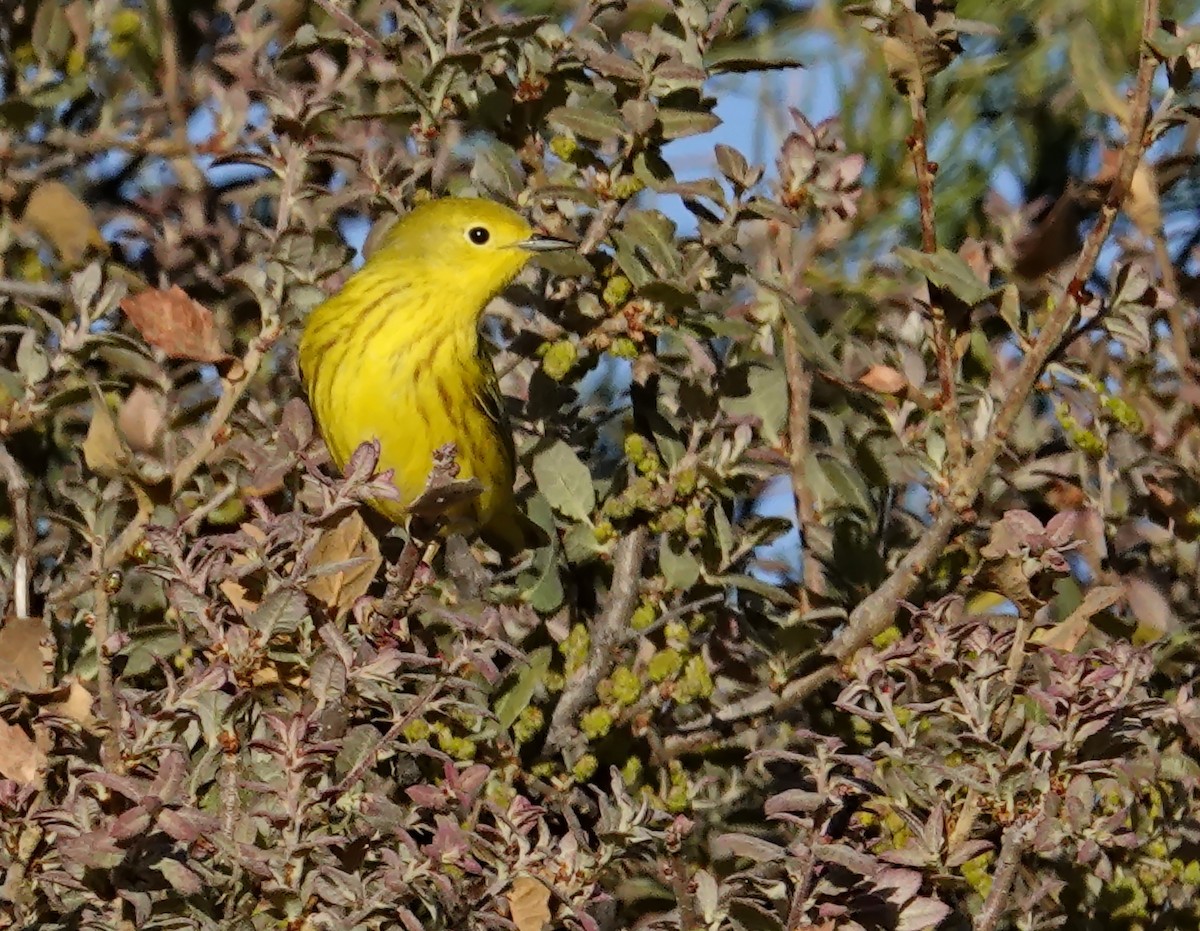 Yellow Warbler (Northern) - ML618900425