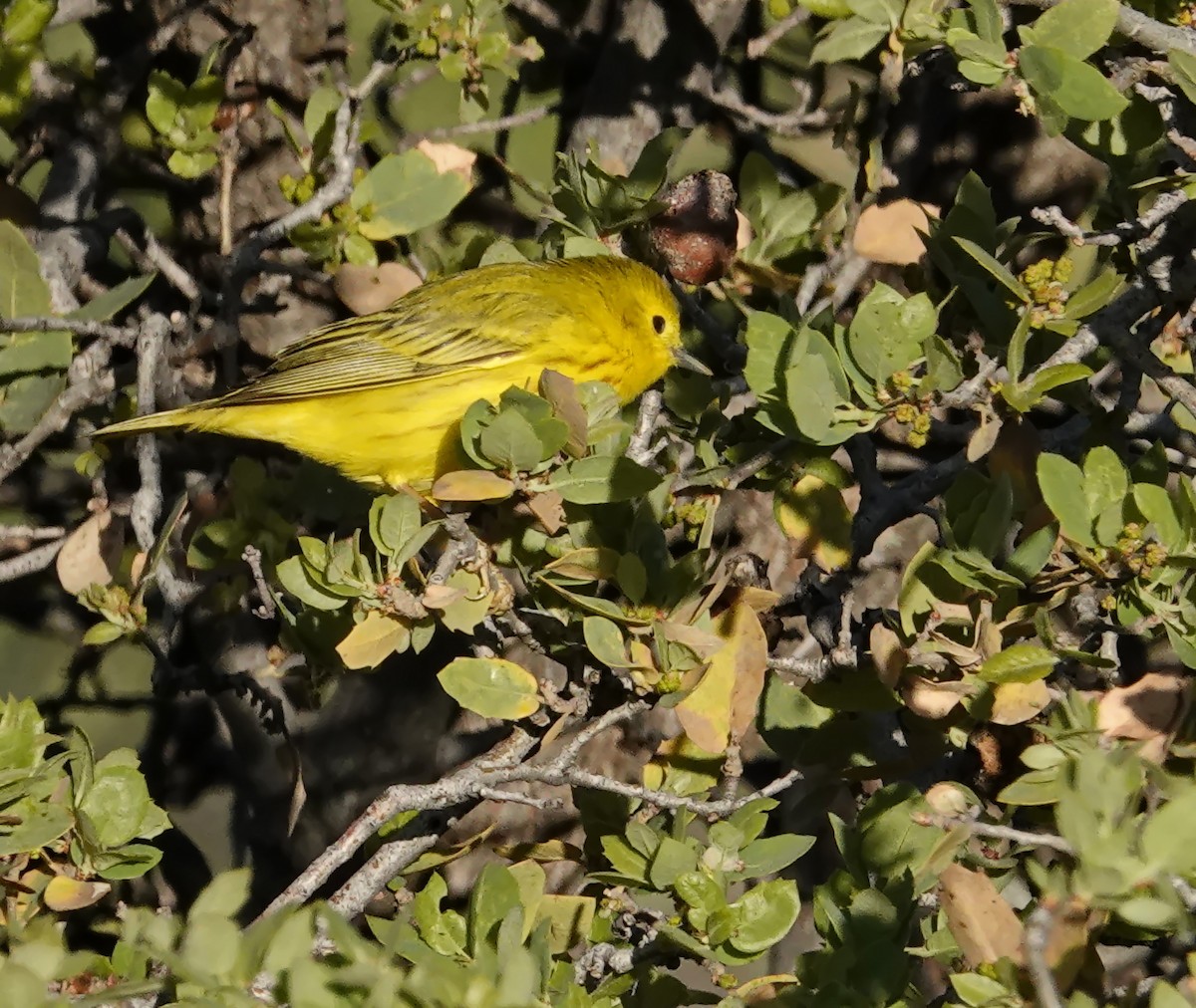 Yellow Warbler (Northern) - ML618900427