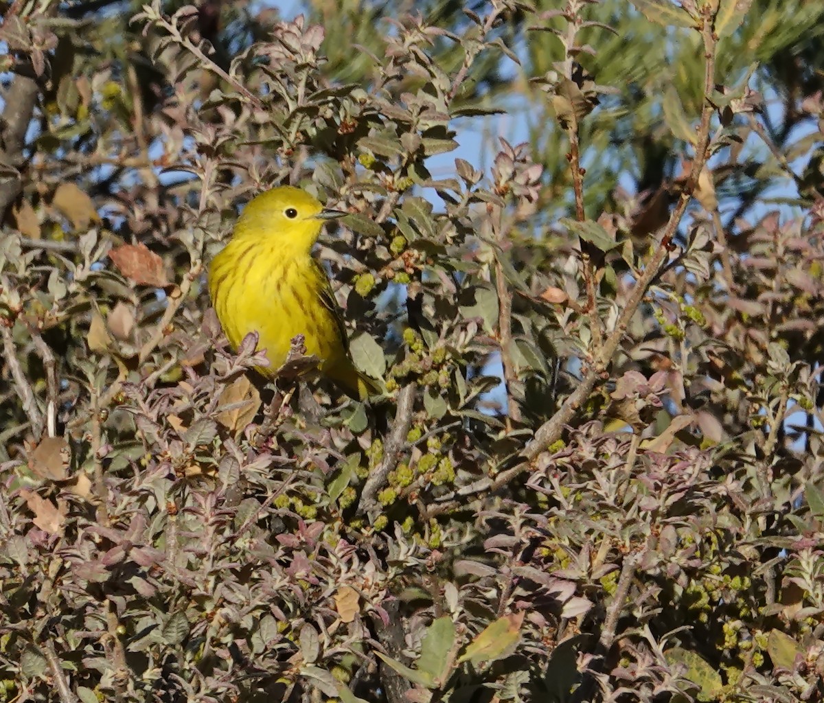 Yellow Warbler (Northern) - ML618900428