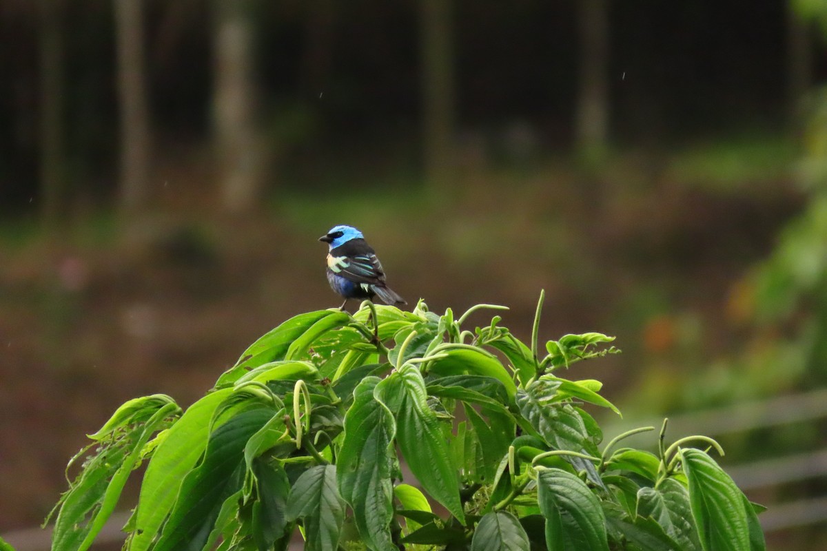 Blue-necked Tanager - ML618900433