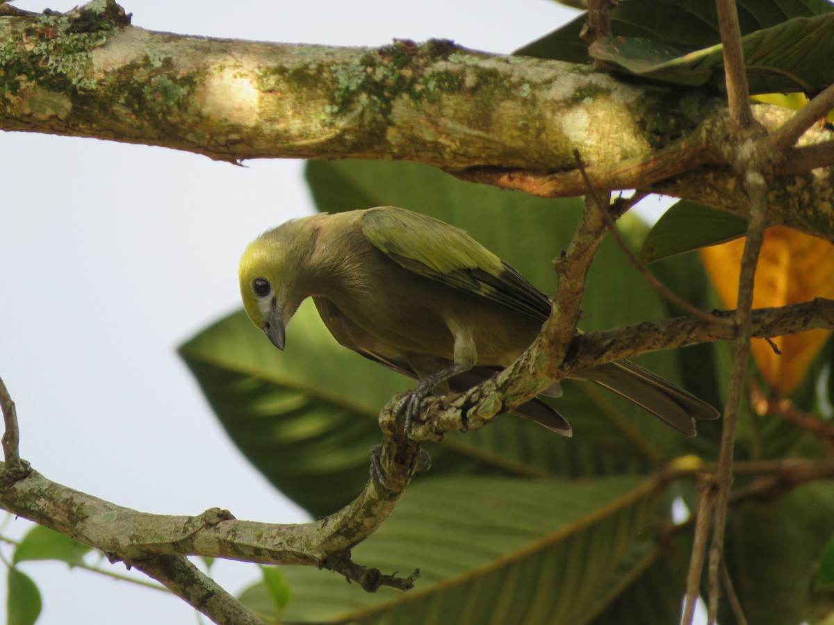 Palm Tanager - ML618900480