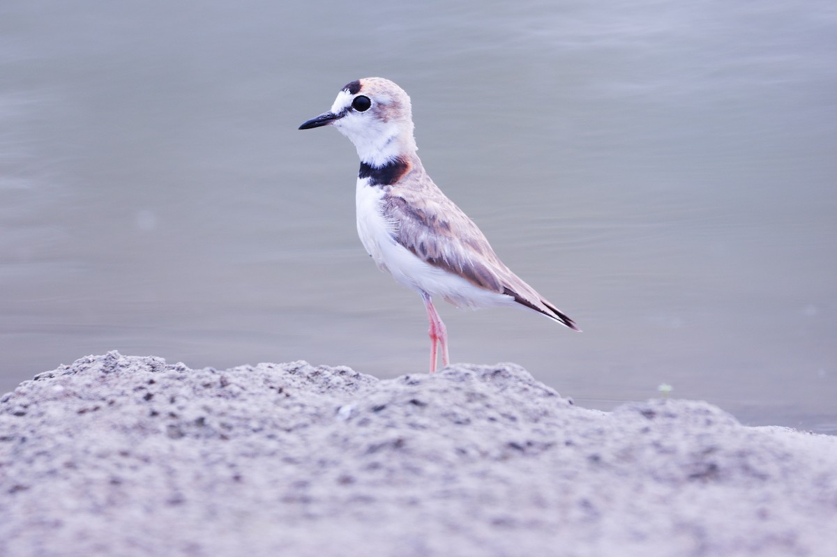 Collared Plover - ML618900494