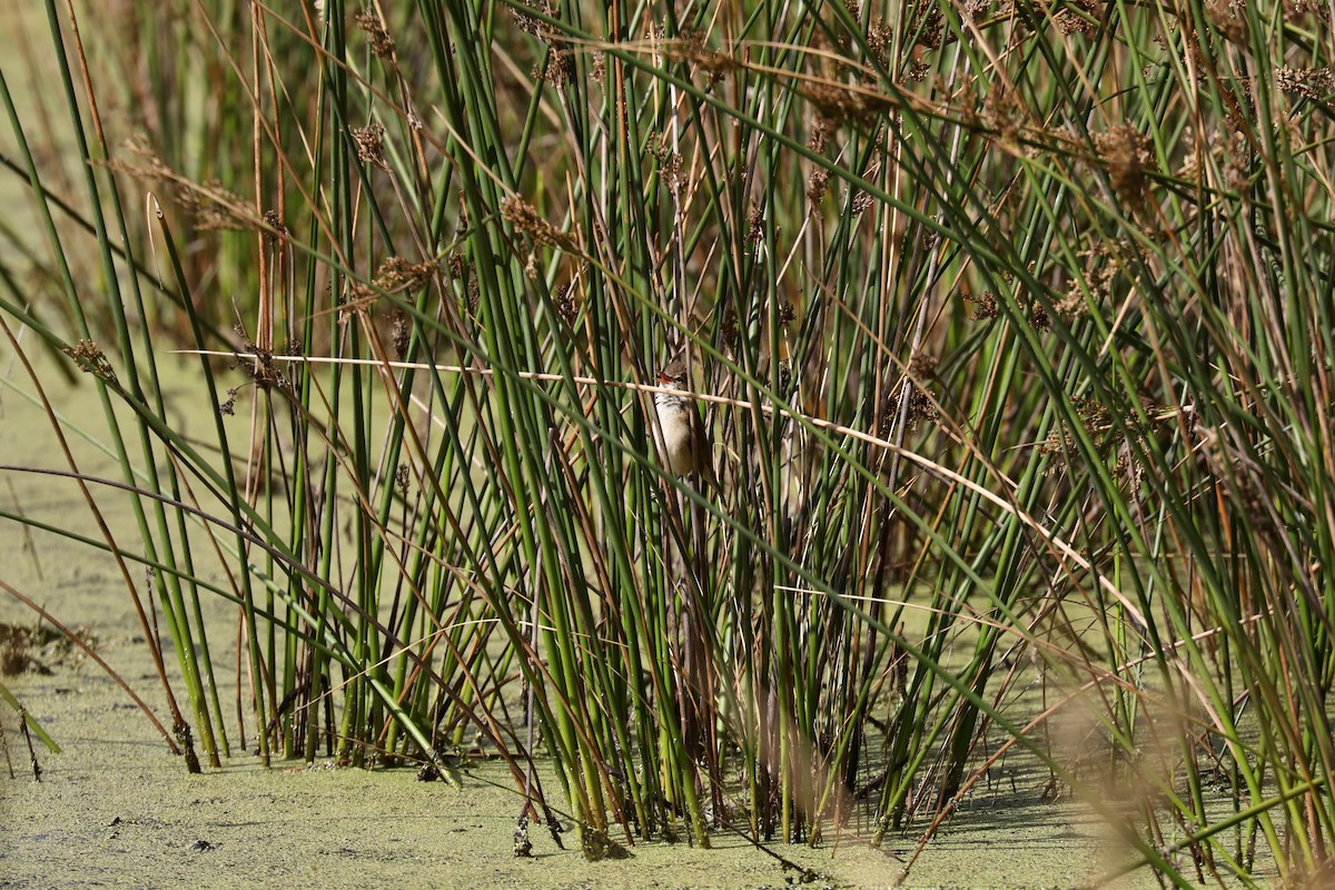 Australian Reed Warbler - ML618900495