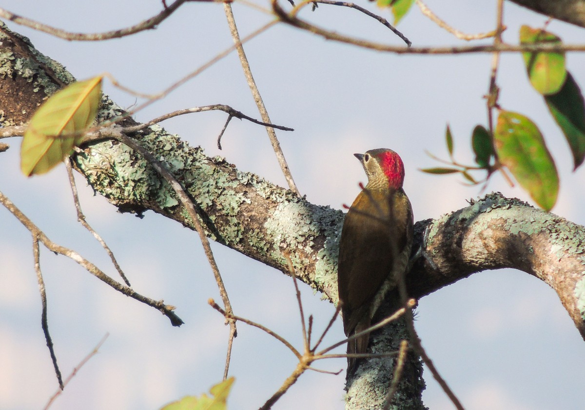 Golden-olive Woodpecker - ML618900537