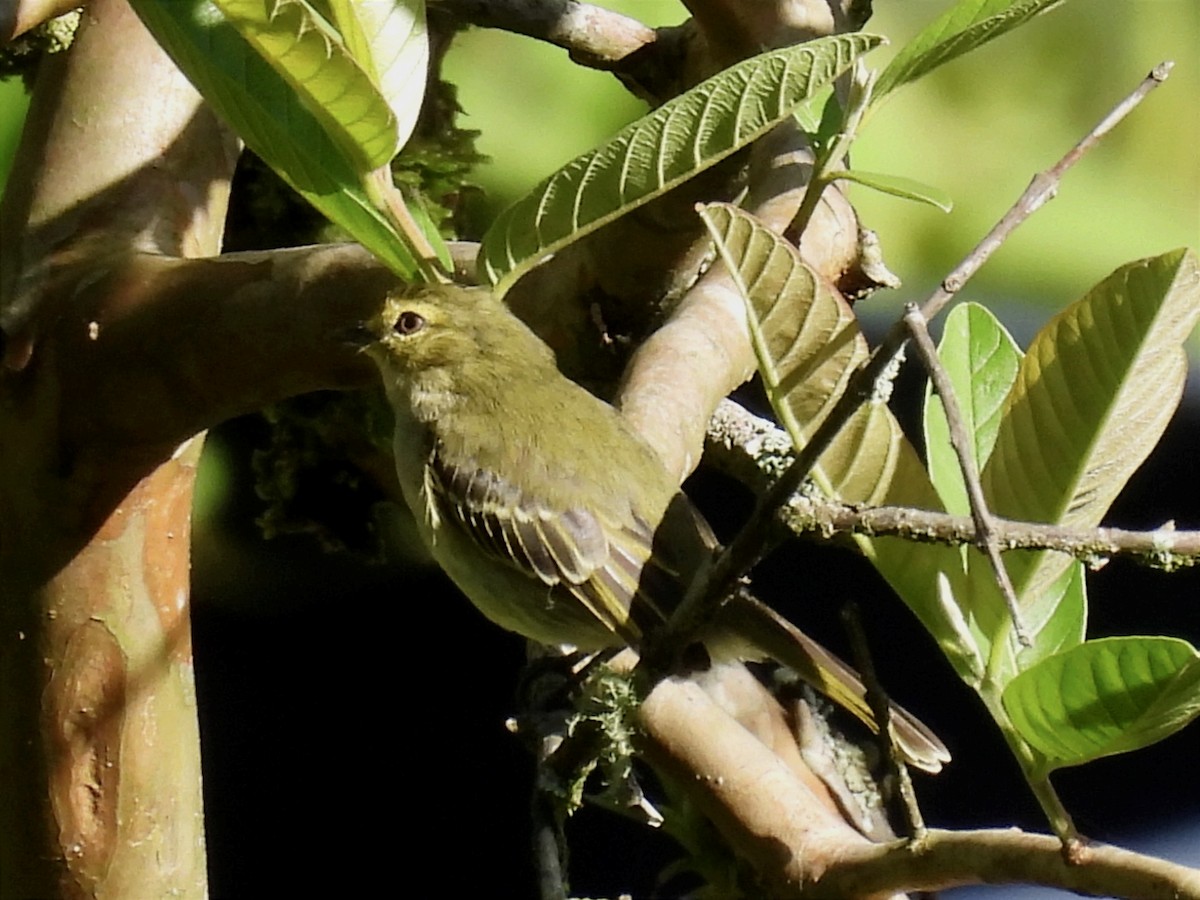 Golden-faced Tyrannulet - Jhon Carlos Andres Rivera Higuera