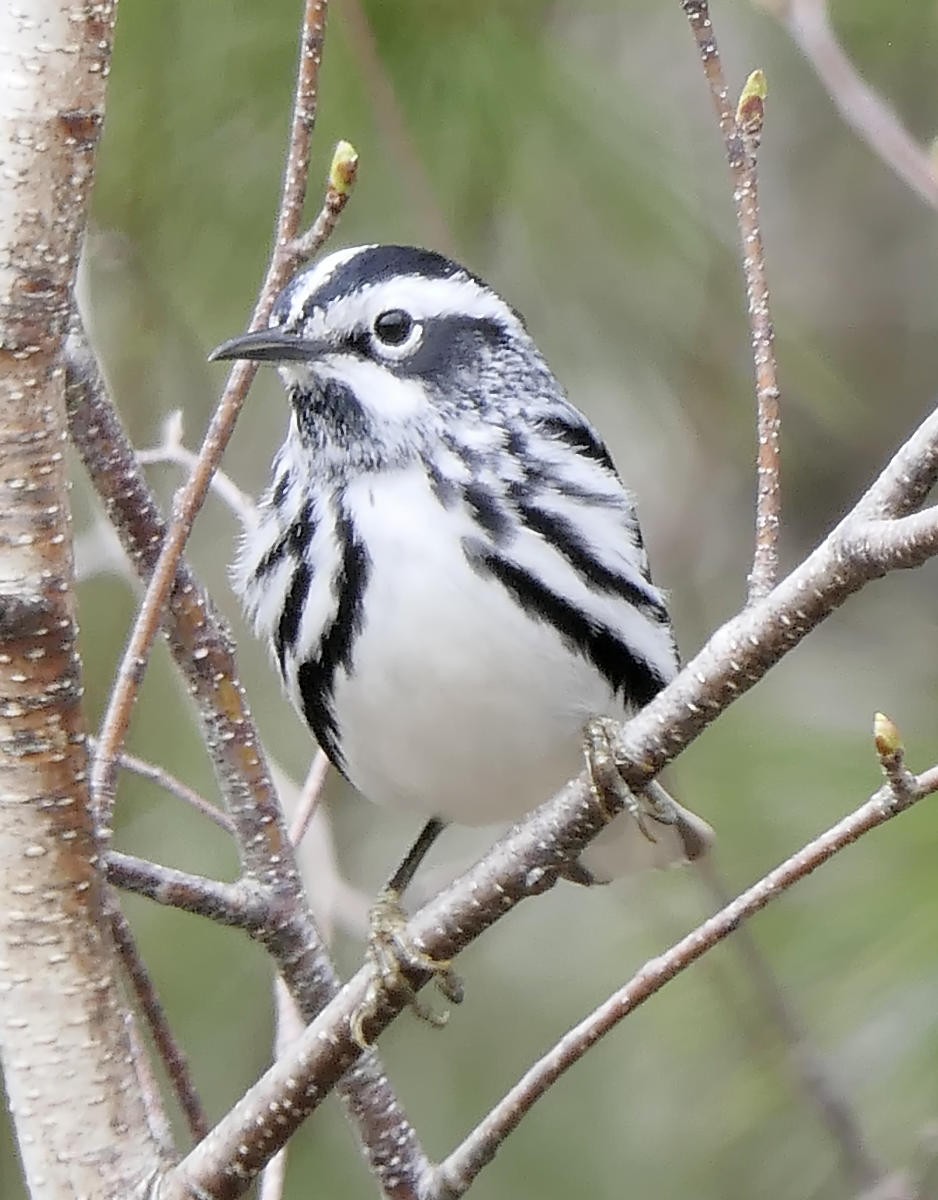 Black-and-white Warbler - ML618900567