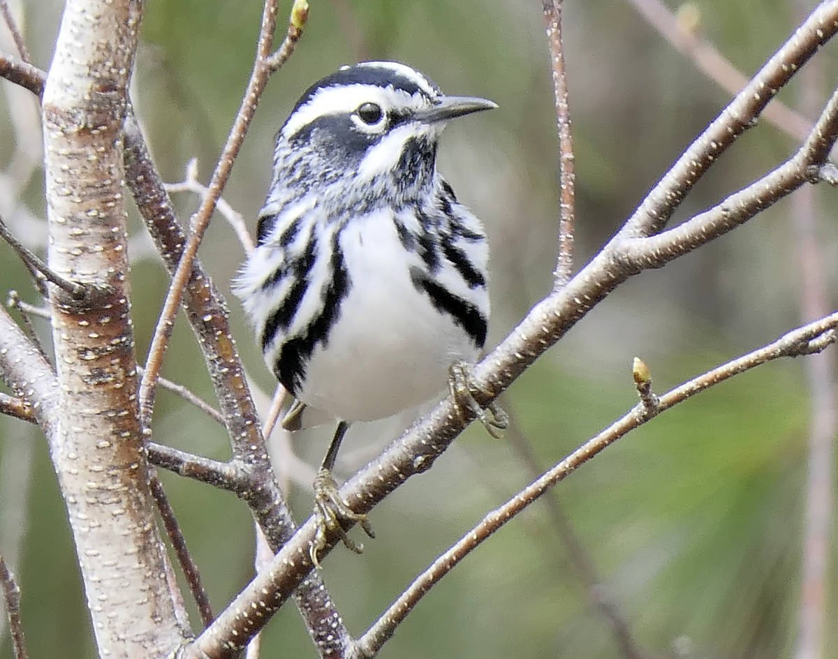 Black-and-white Warbler - ML618900568