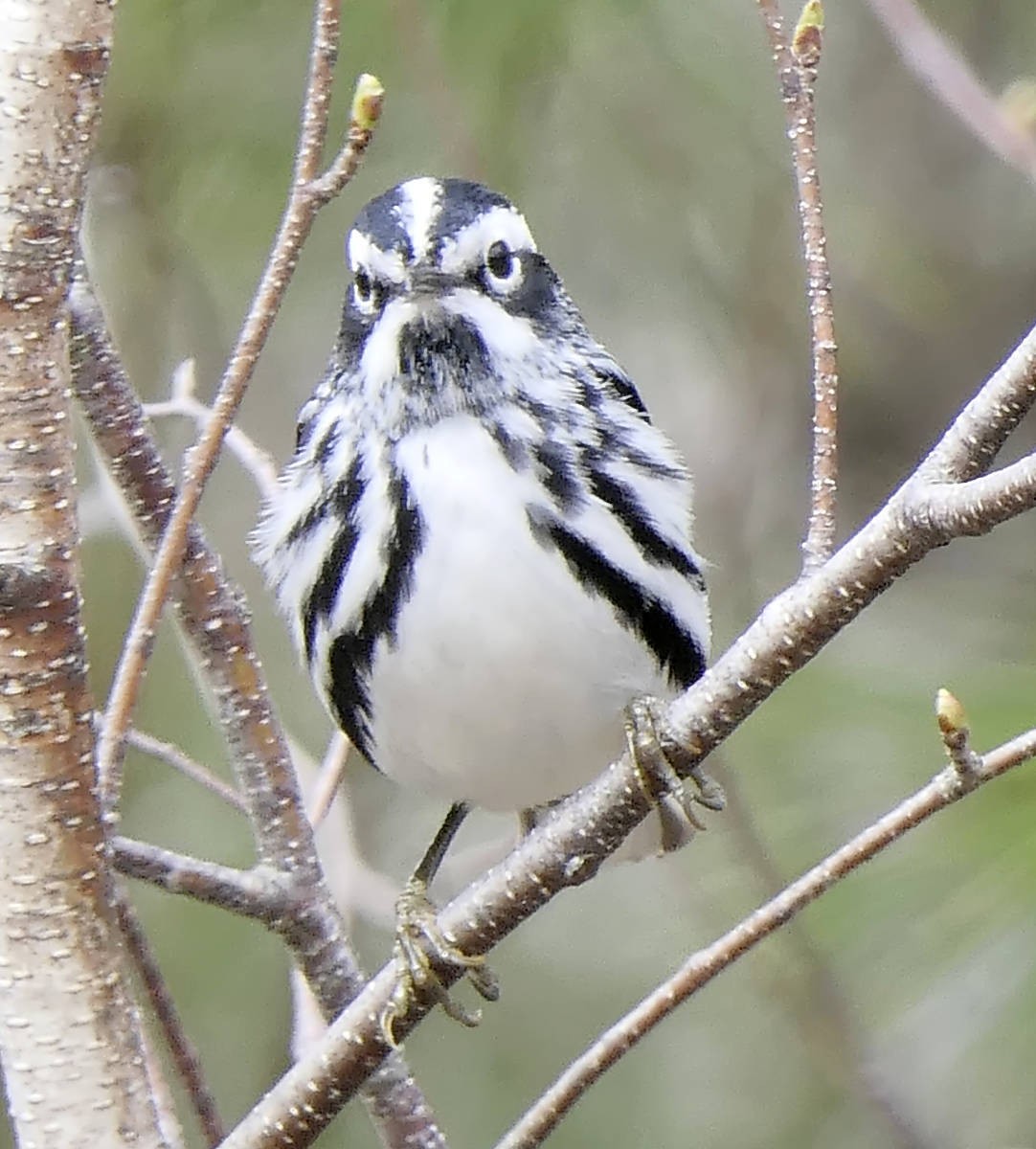 Black-and-white Warbler - ML618900569