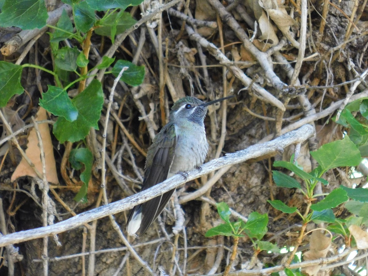 kolibřík blankytohrdlý - ML618900597