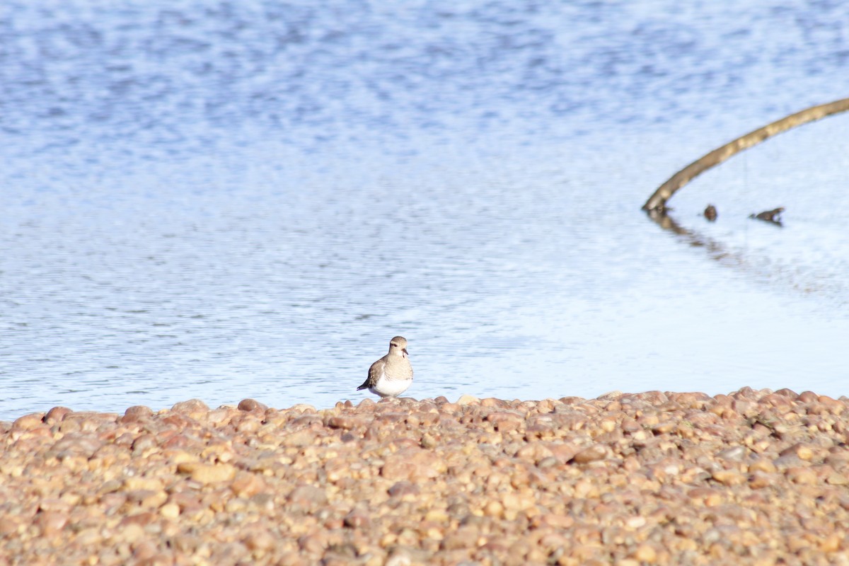 Rufous-chested Dotterel - ML618900599