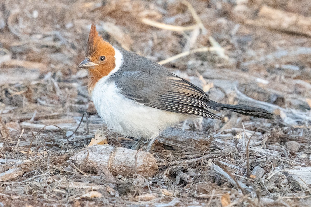 Red-crested Cardinal - ML618900853