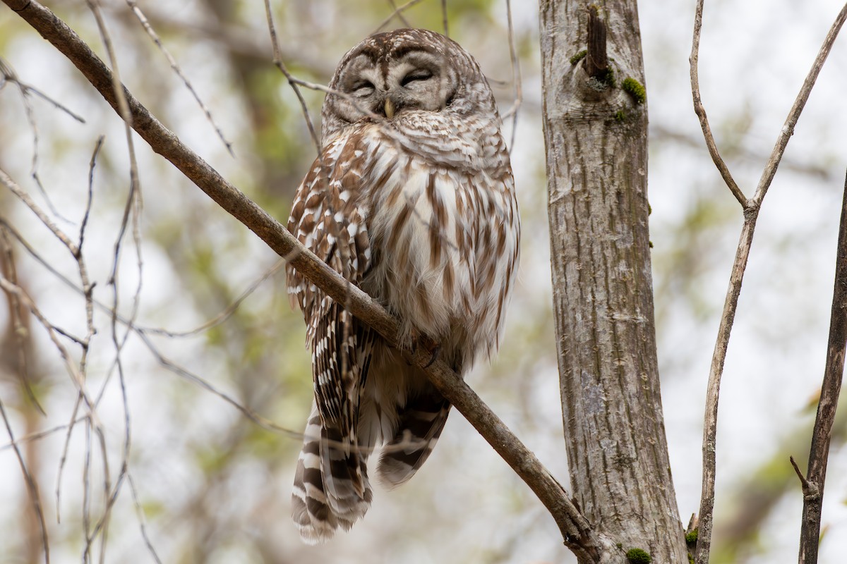 Barred Owl - David Bergstrom