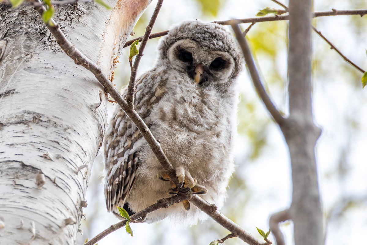 Barred Owl - David Bergstrom