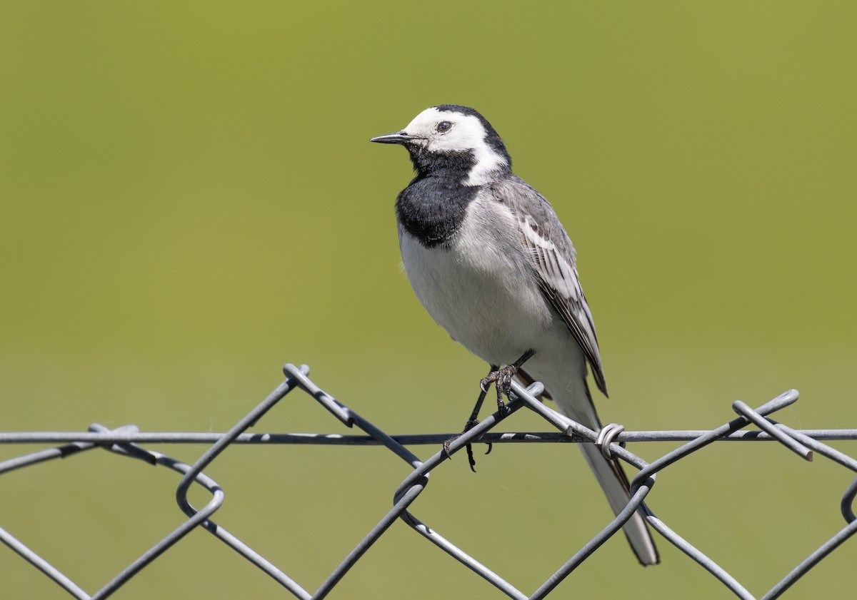 White Wagtail - Vincent Dor