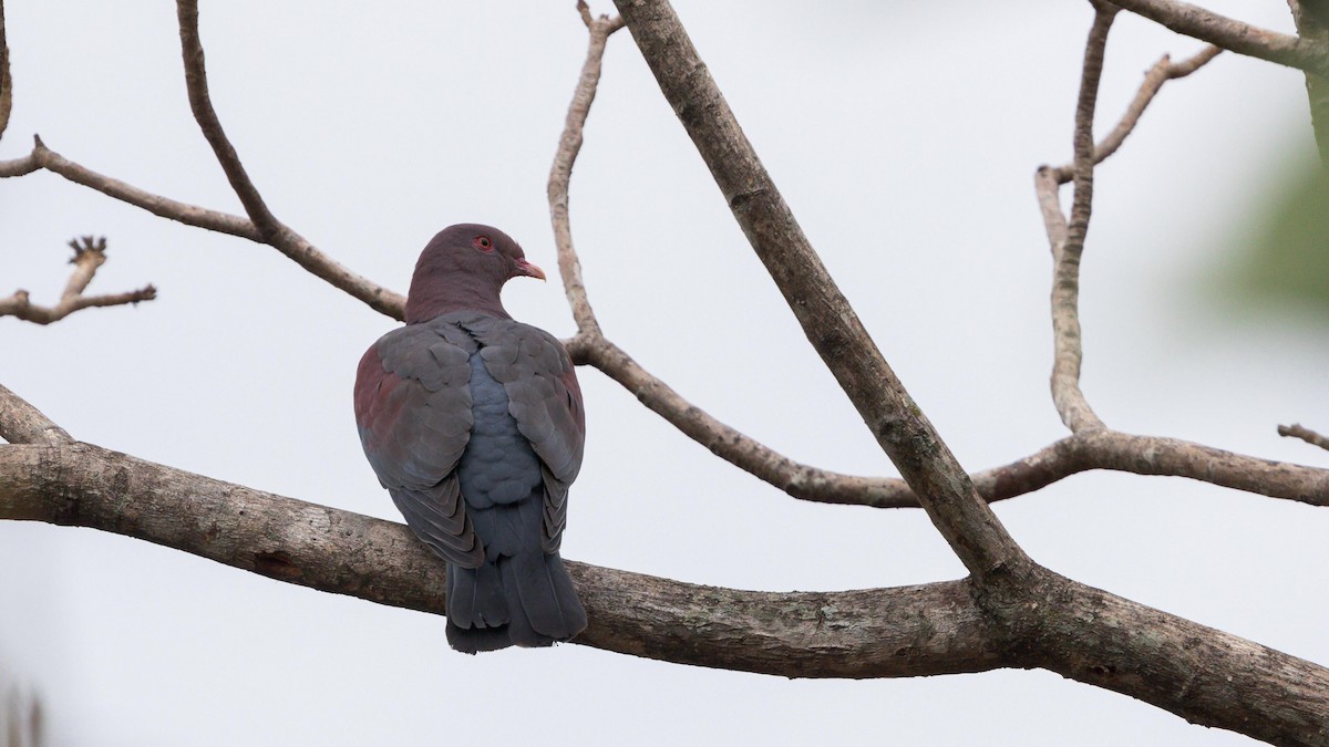 Red-billed Pigeon - ML618900925