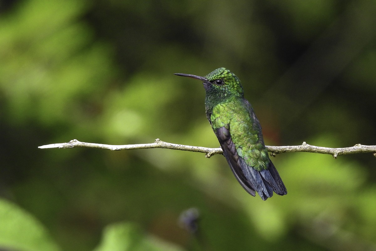 kolibřík modrobradý - ML618900926