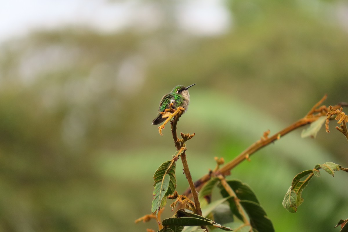 kolibřík blýskavý - ML618900928