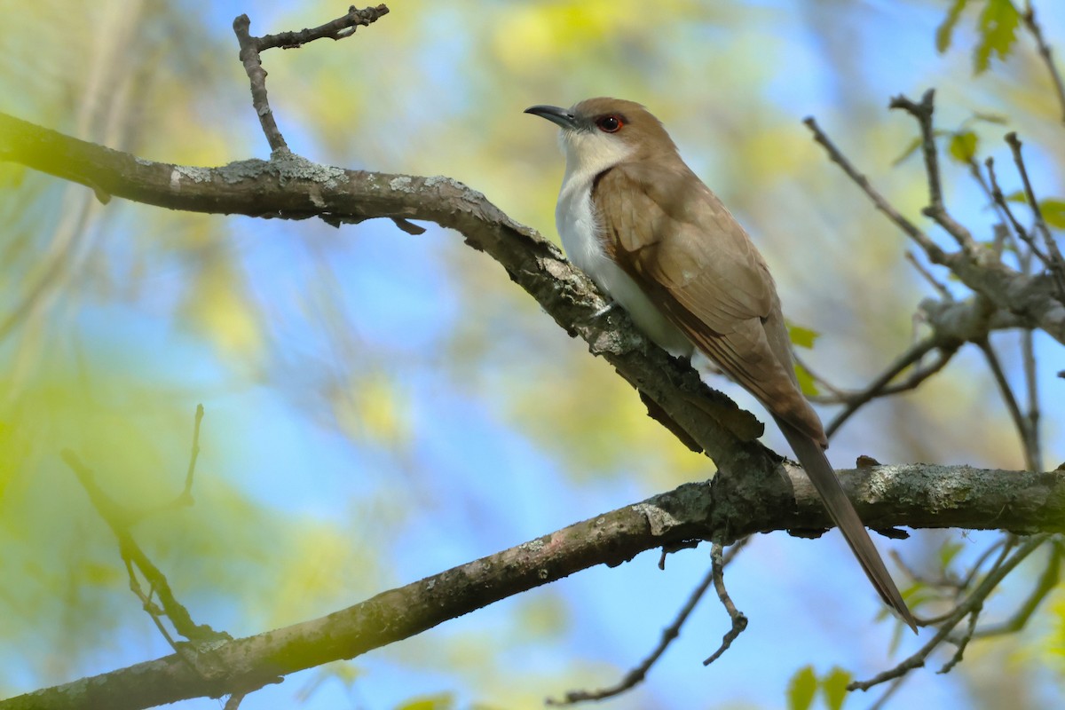 Black-billed Cuckoo - Colette and Kris Jungbluth