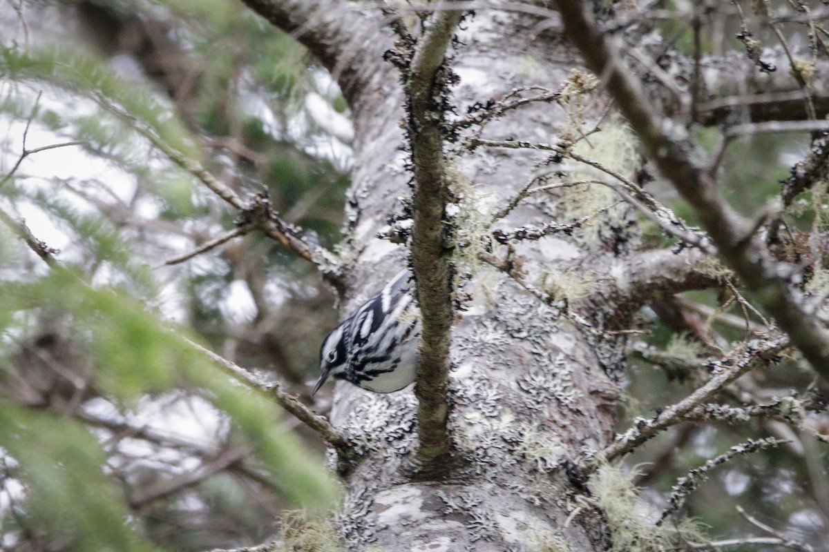 Black-and-white Warbler - ML618900932
