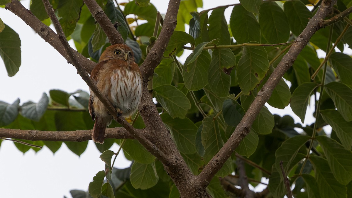 Ferruginous Pygmy-Owl - John Andersen