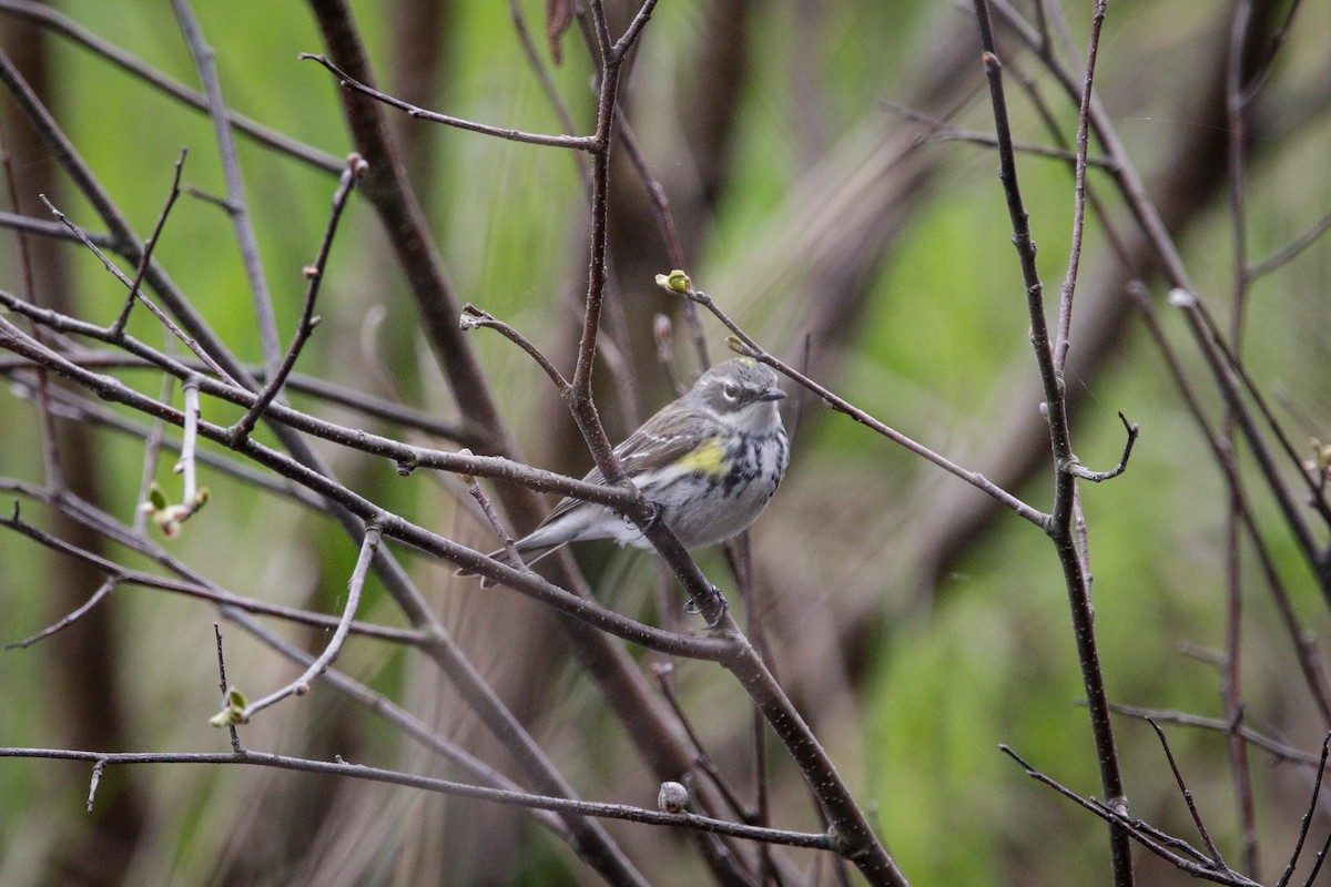 Yellow-rumped Warbler - ML618900947
