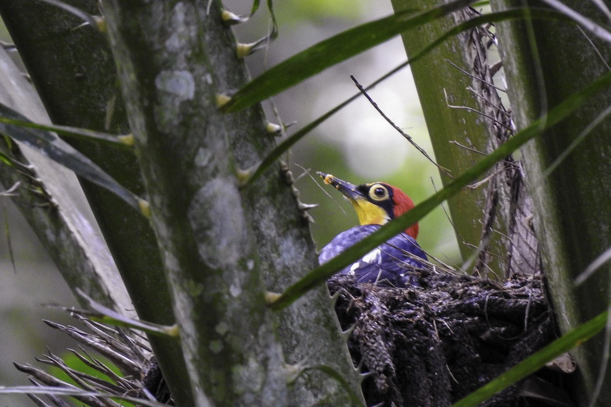 Yellow-fronted Woodpecker - ML618900949