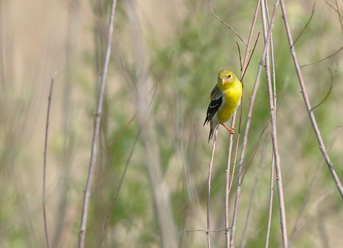 American Goldfinch - Colette and Kris Jungbluth