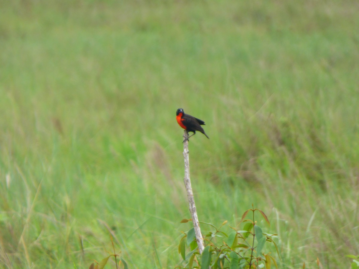 Red-breasted Meadowlark - ML618900987