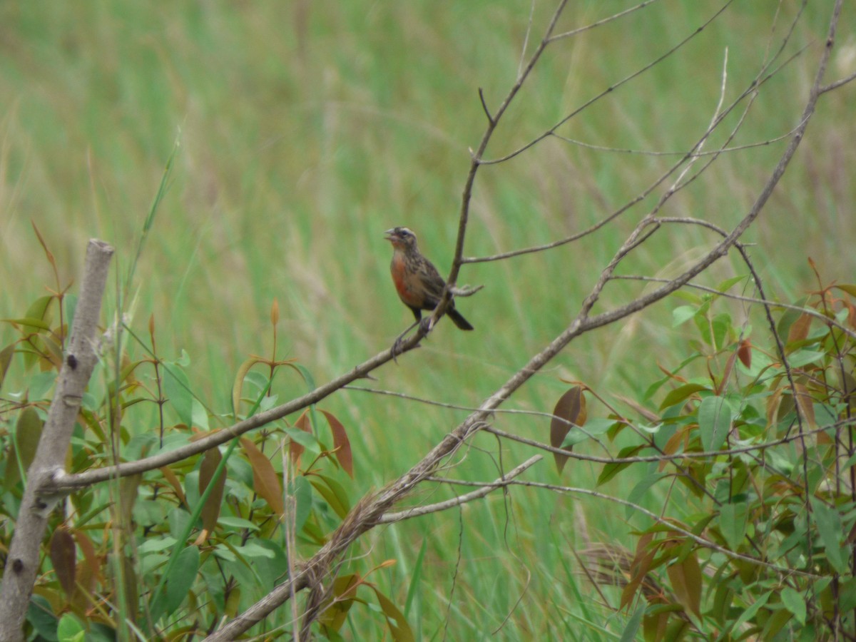 Red-breasted Meadowlark - ML618901033