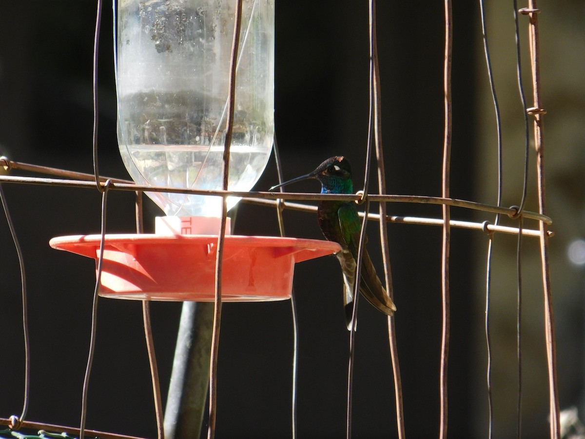kolibřík skvostný - ML618901081