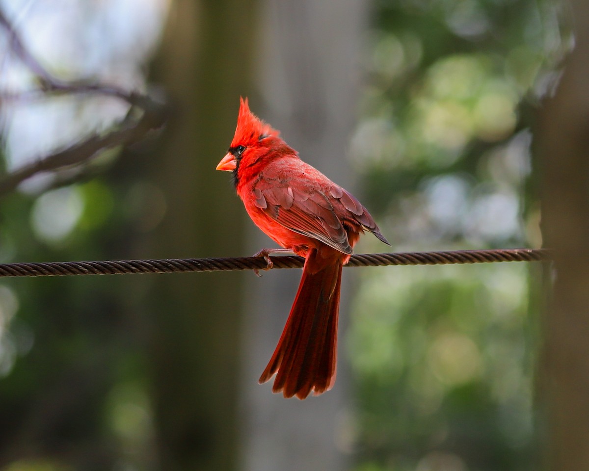 Cardinal rouge - ML618901098